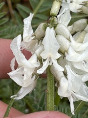 Astragalus reventus