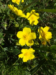 Potentilla sphenophylla