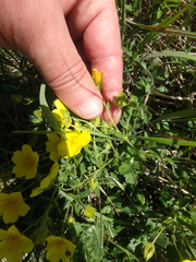 Potentilla sphenophylla