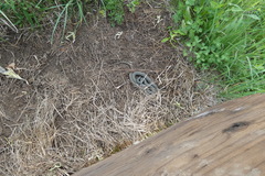Coluber constrictor foxii