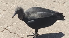 Coragyps atratus