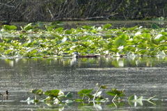 Chrysemys picta marginata