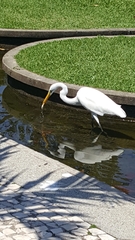 Ardea alba