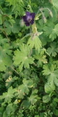 Geranium phaeum