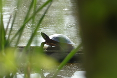 Chrysemys picta marginata