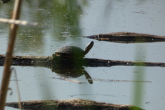 Chrysemys picta marginata