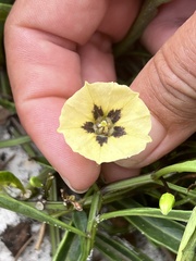 Physalis angustifolia