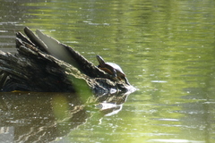 Chrysemys picta marginata