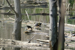 Chrysemys picta marginata