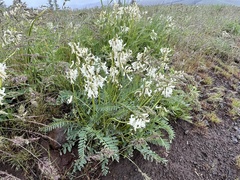 Astragalus reventus