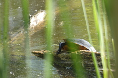 Chrysemys picta marginata