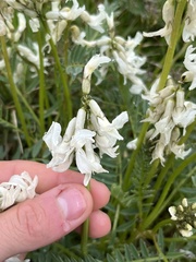 Astragalus reventus