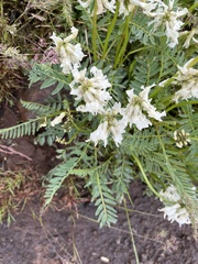 Astragalus reventus