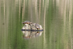 Chrysemys picta marginata