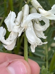 Astragalus reventus