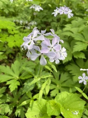 Phlox divaricata divaricata
