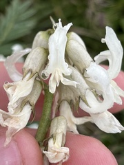 Astragalus reventus