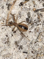 Fitchia aptera