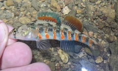 Redband Darter photo 1
