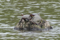 Chrysemys picta marginata