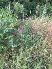 Bothriochloa torreyana