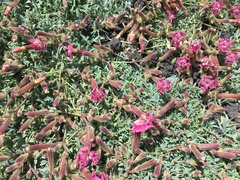 Saponaria sicula