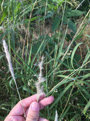 Bothriochloa torreyana