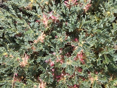 Astragalus siculus