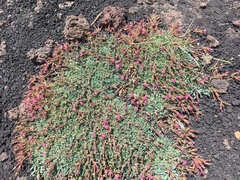 Saponaria sicula