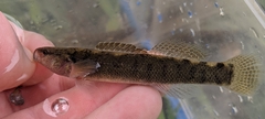 Sooty Darter photo 4