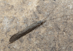 Leptocerus americanus