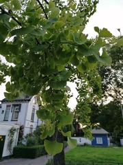 Ginkgo biloba