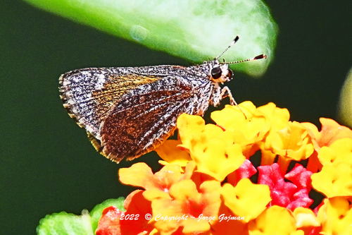 Diversity and Distribution of Skippers (Lepidoptera: Hesperioidea ...