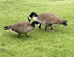 Branta canadensis