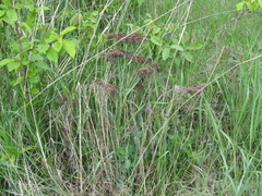 Hylotelephium maximum × spectabile