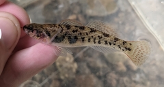 Etheostoma basilare