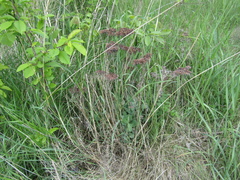 Hylotelephium maximum × spectabile