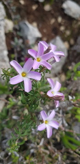 Oxalis subsessilis