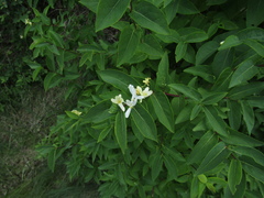 Lonicera × muendeniensis