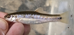 Hemitremia flammea