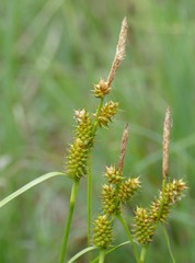 Carex flava