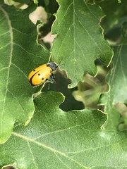 Lachnaia sexpunctata