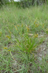 Carex flava