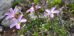 Oxalis subsessilis