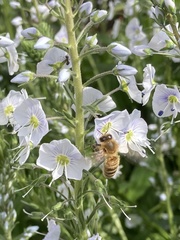 Apis mellifera