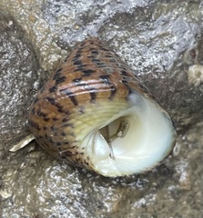 Tegula pellisserpentis