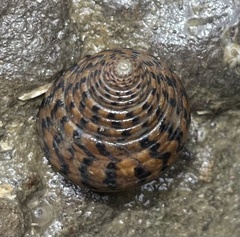 Tegula pellisserpentis