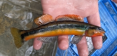 Percina aurantiaca