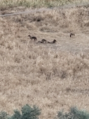 Canis aureus syriacus