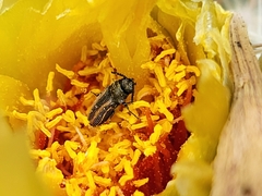 Acmaeodera quadrivittatoides